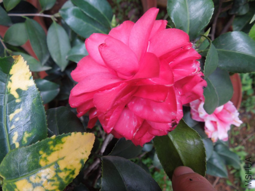 DSCN4666.JPG