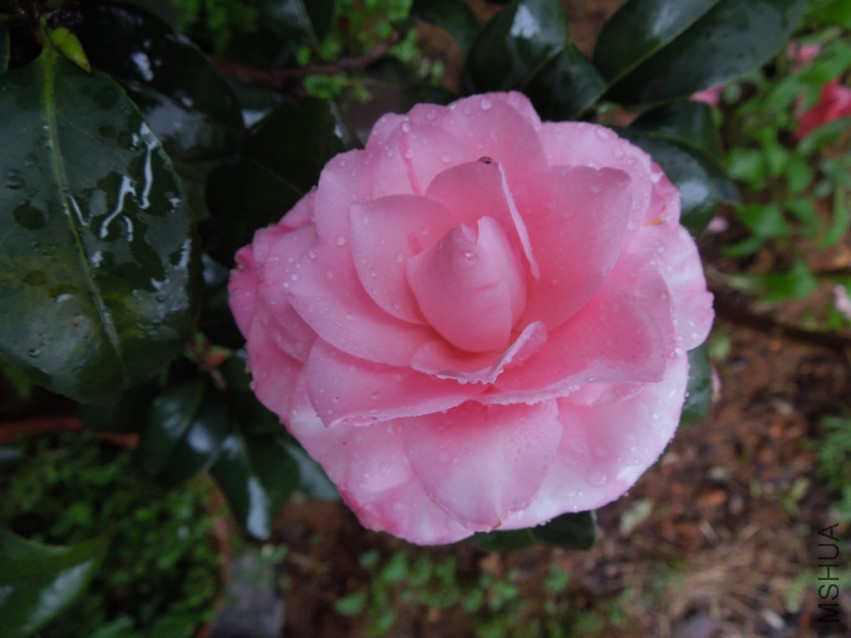 DSCN4713.JPG