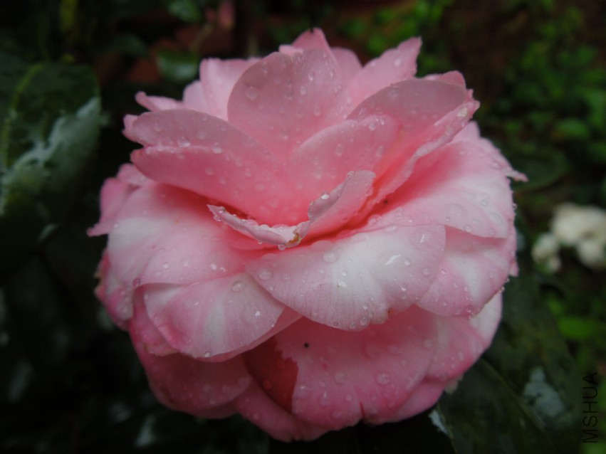 DSCN4714.JPG