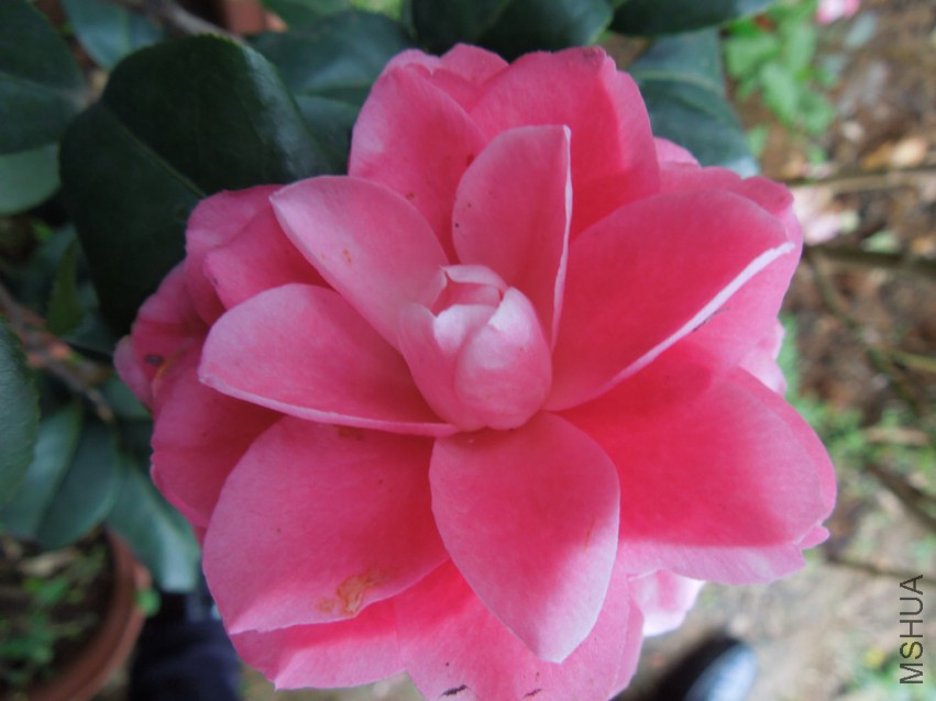 DSCN4722.JPG