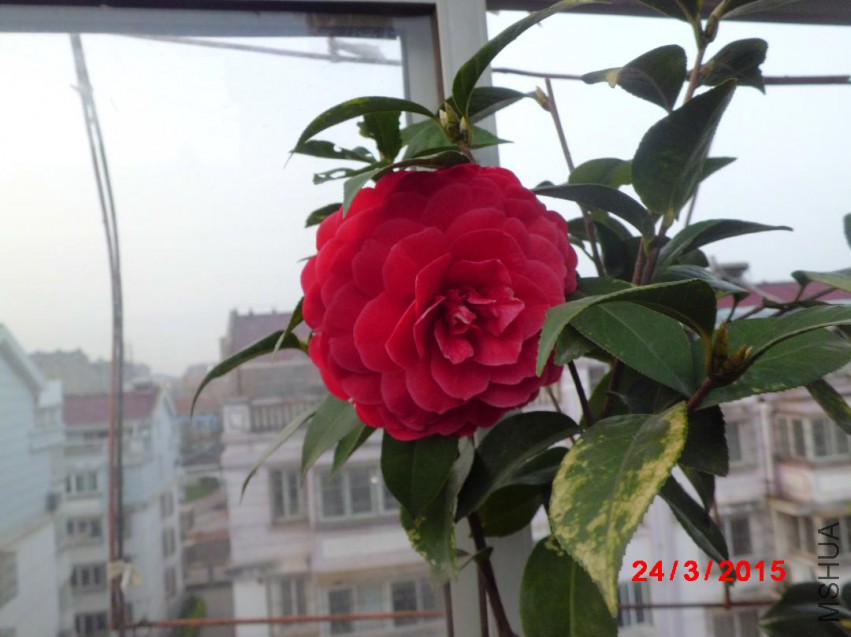 CIMG5788.JPG
