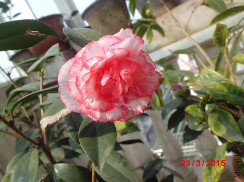 CIMG5834.JPG