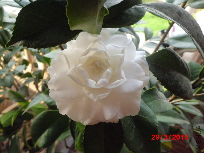 CIMG5824.JPG