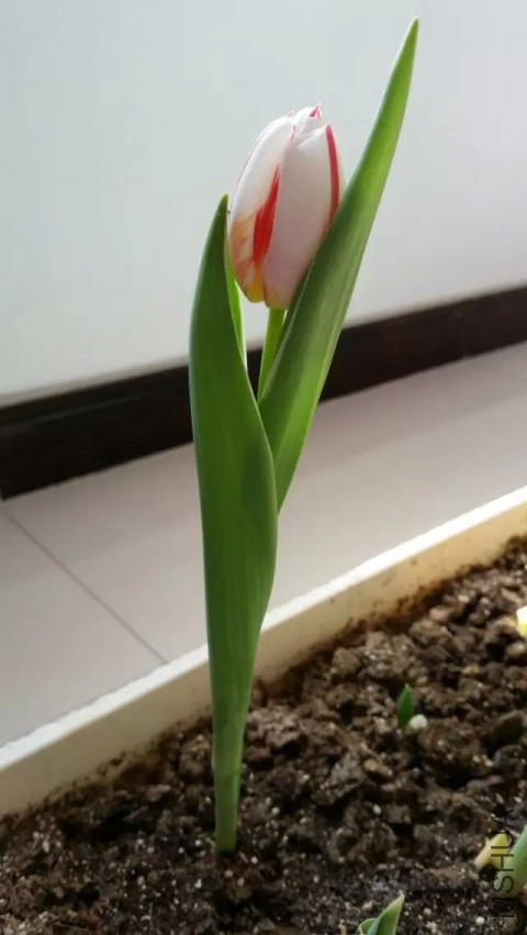 3.31