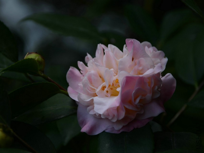 ����ˮ20150331-2.jpg