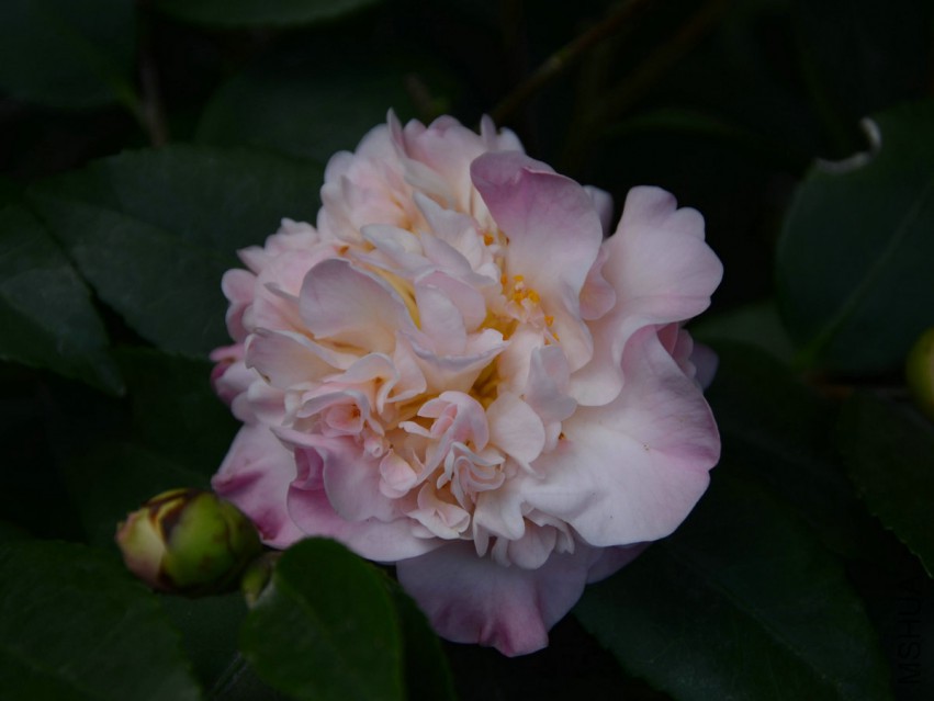 ����ˮ20150331-3.jpg