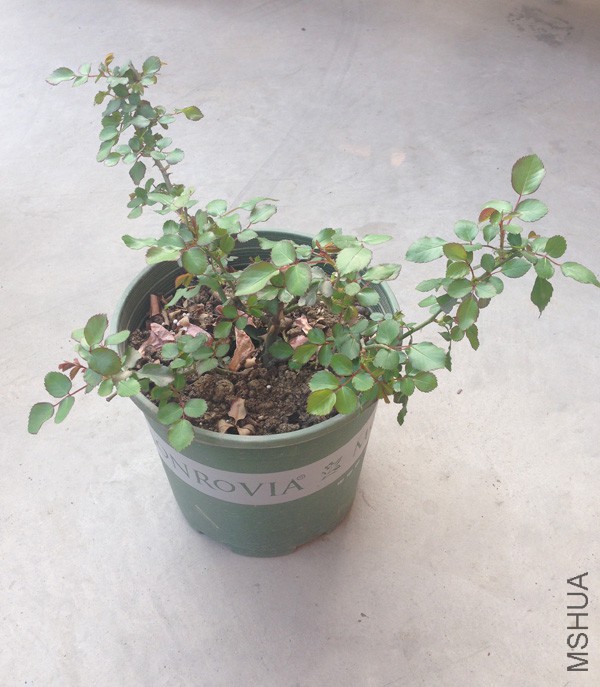 ��ɫ΢�� ��֪��.jpg