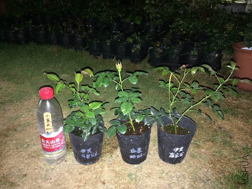 ��ܽ��ѩ���� ����ɺ���� ��ܽ����ʯ