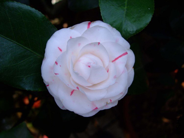 �������� 2012-3-27f 034.jpg