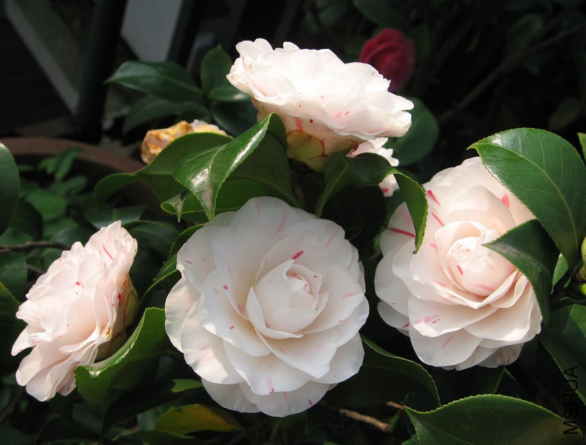 �������� 2015-3-31-011w.jpg