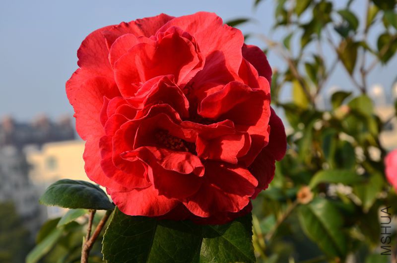 DSC_3427.JPG