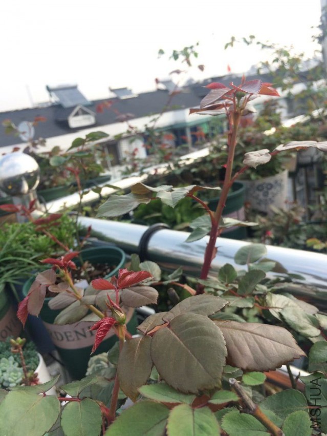 QQͼƬ20150401093805.jpg