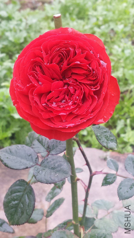 �������ĺ���