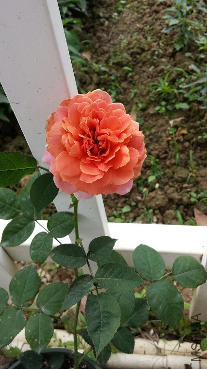 �����Ŷ�������̫�ȶ�������