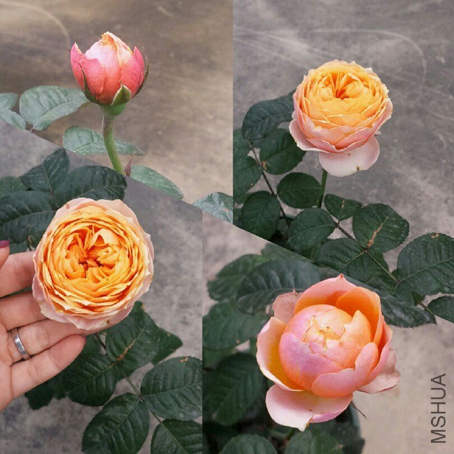 ����ɺ������ĺ���