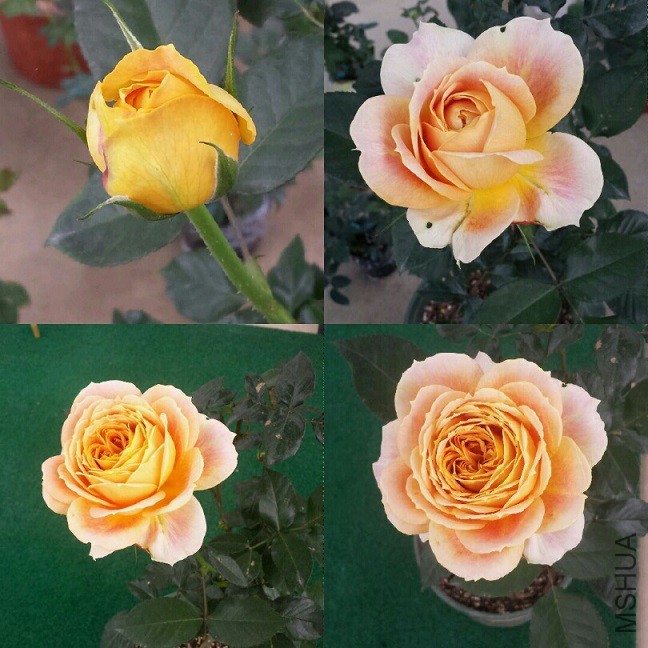 �󻨽��ǹŶ�����ȫ��11cmm