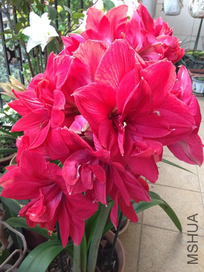 2015��ۼ���1.jpg