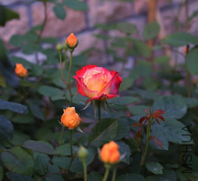 154_32108_800d0f90ac0e6c3.jpg