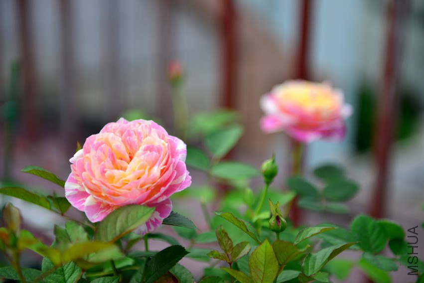 DSC_1993.JPG