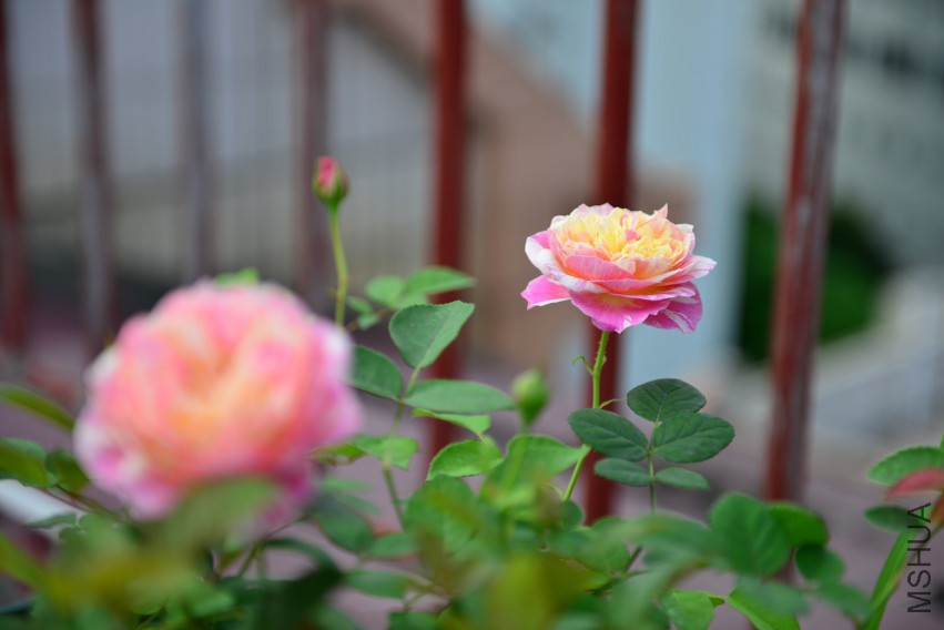 DSC_1994.JPG