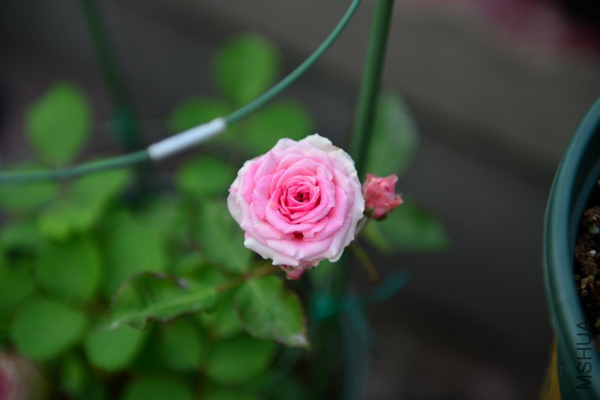DSC_1997.JPG