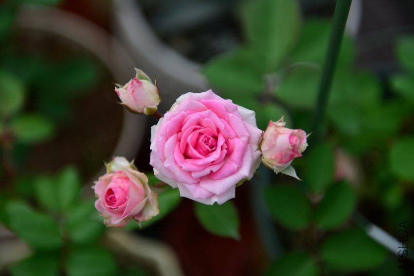 DSC_1998.JPG