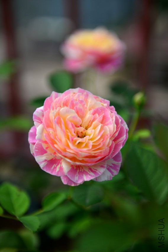 DSC_1999.JPG