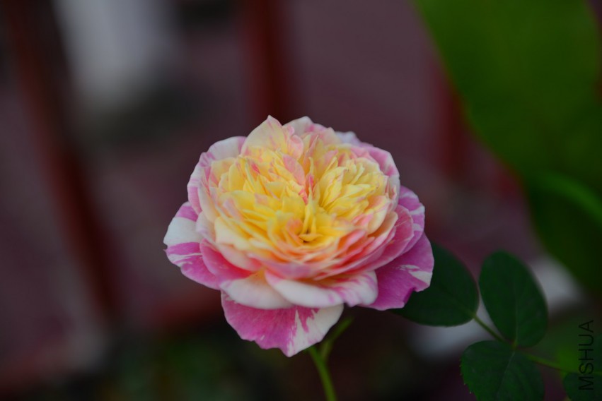 DSC_2000.JPG