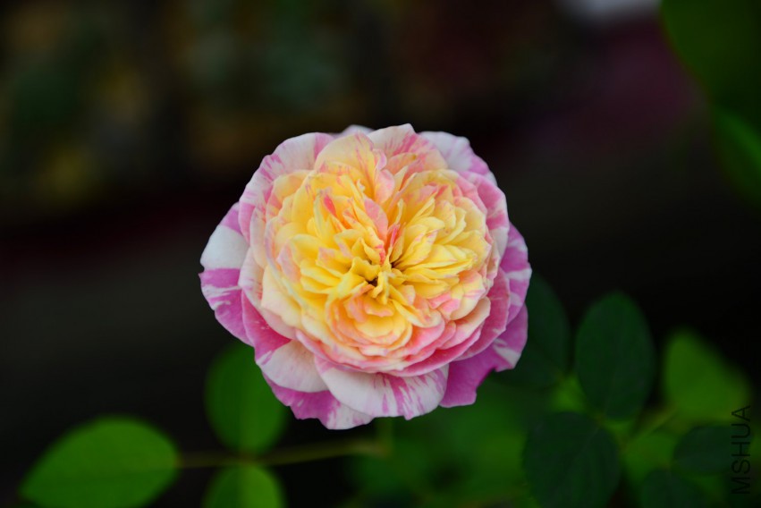 DSC_2005.JPG