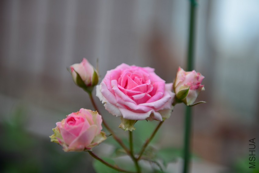 DSC_2007.JPG