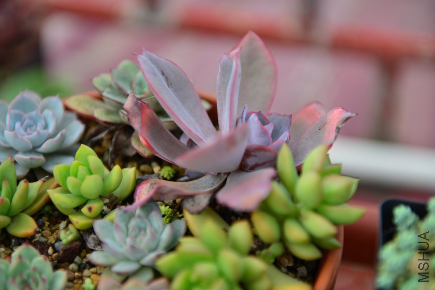 DSC_2009.JPG