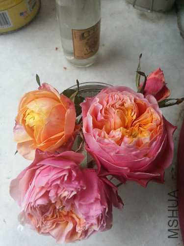 20150401_175340.jpg