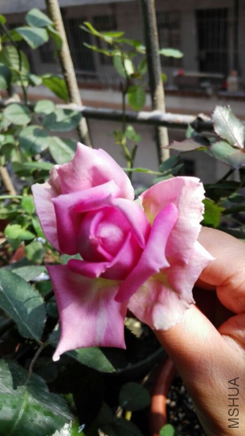 QQͼƬ20150401184813.jpg
