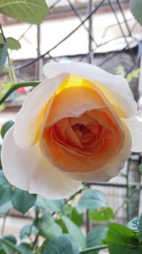 QQͼƬ20150401184833.jpg