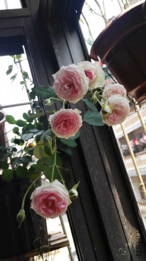 QQͼƬ20150401184850.jpg