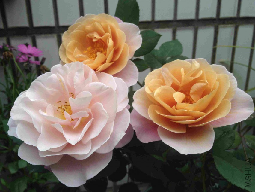 2015-04-02 072911.jpg