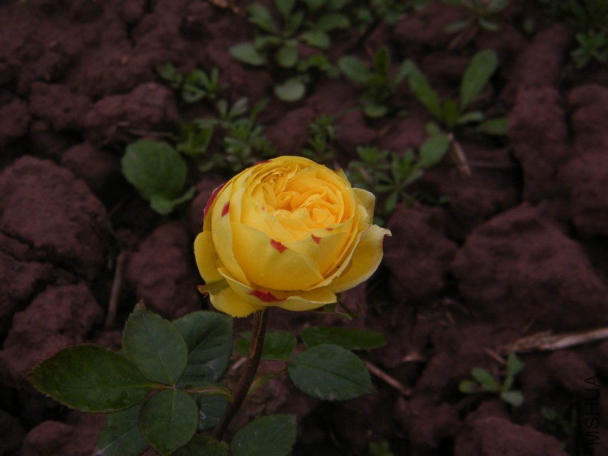 DSCF0135.jpg