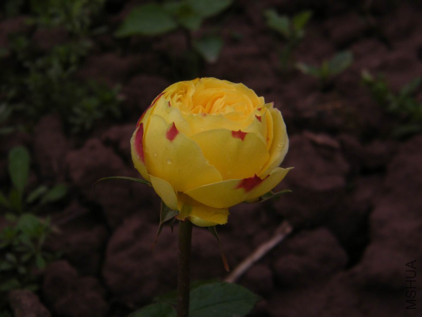 DSCF0137.jpg