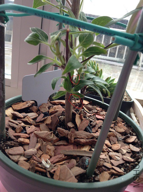 2015-04-02 125136.jpg