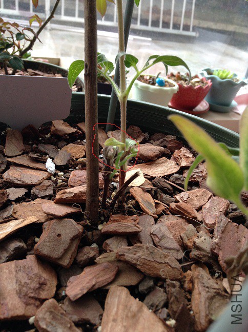 2015-04-02 125343.jpg