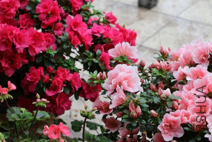 DPP_00011.JPG