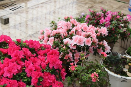 DPP_00010.JPG