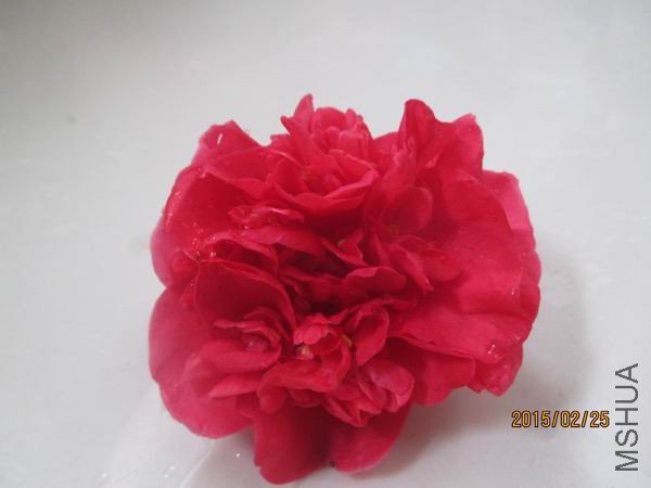 IMG_0967.JPG