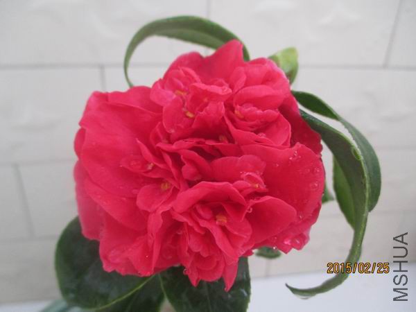 IMG_0964.JPG