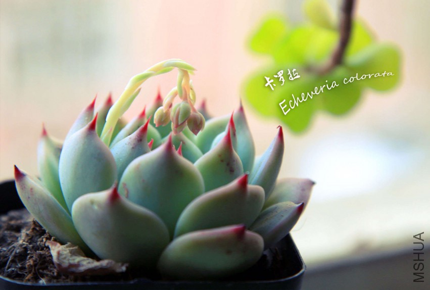 GB4A05440_����.jpg