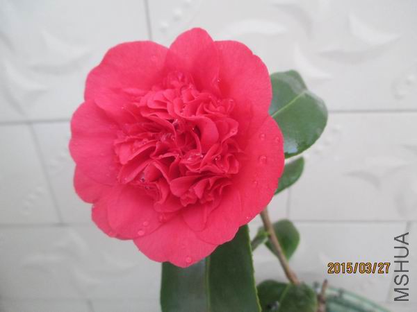 IMG_1429.JPG