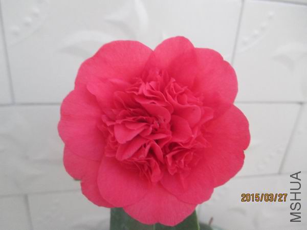 IMG_1451.JPG