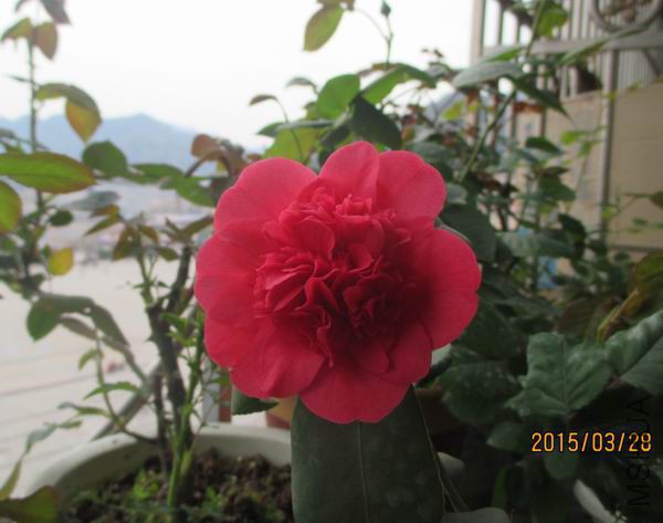 IMG_1545.JPG