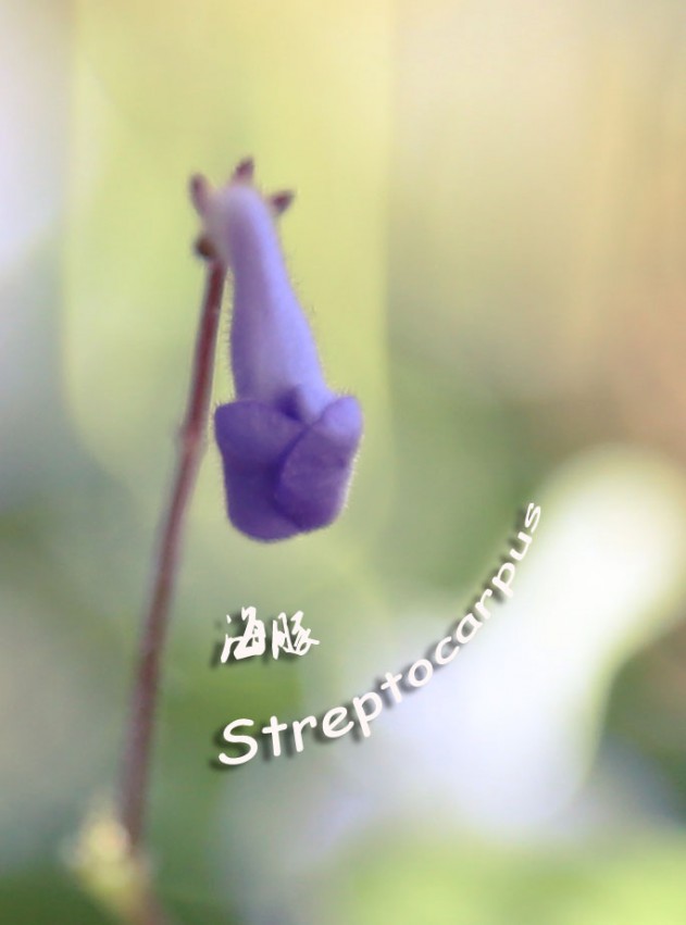 GB4A0381����.jpg