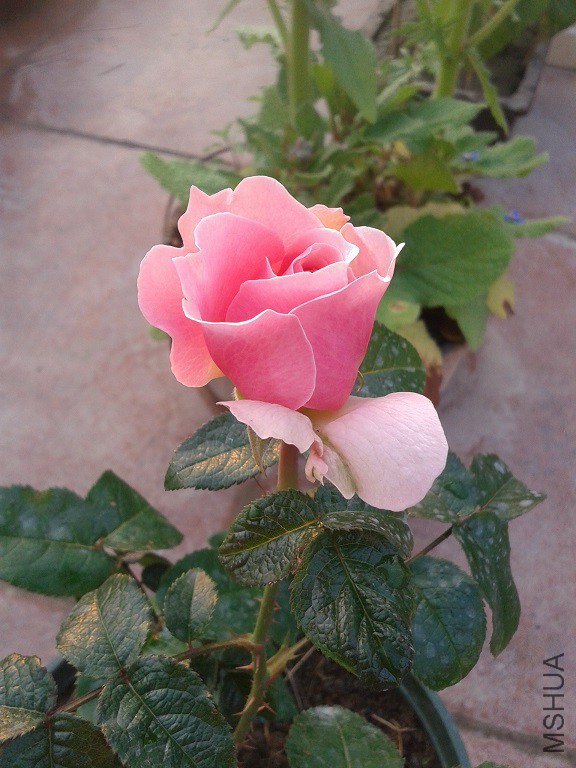 20150403_064404.jpg